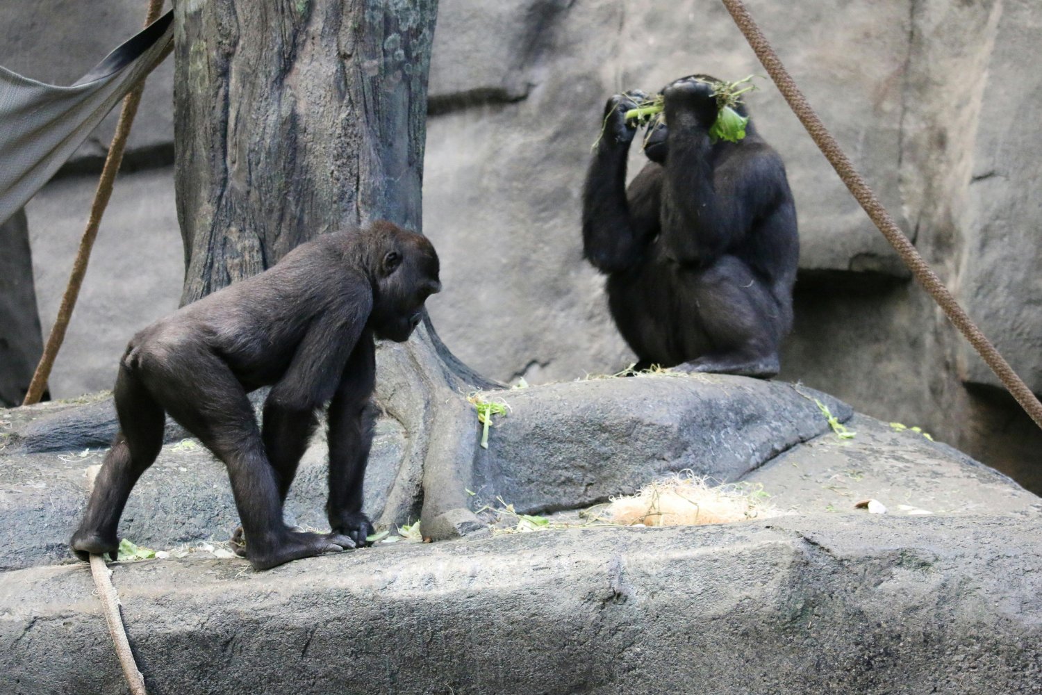 Lo que los animales saben y la ciencia investiga: un nuevo camino hacia fármacos del futuro