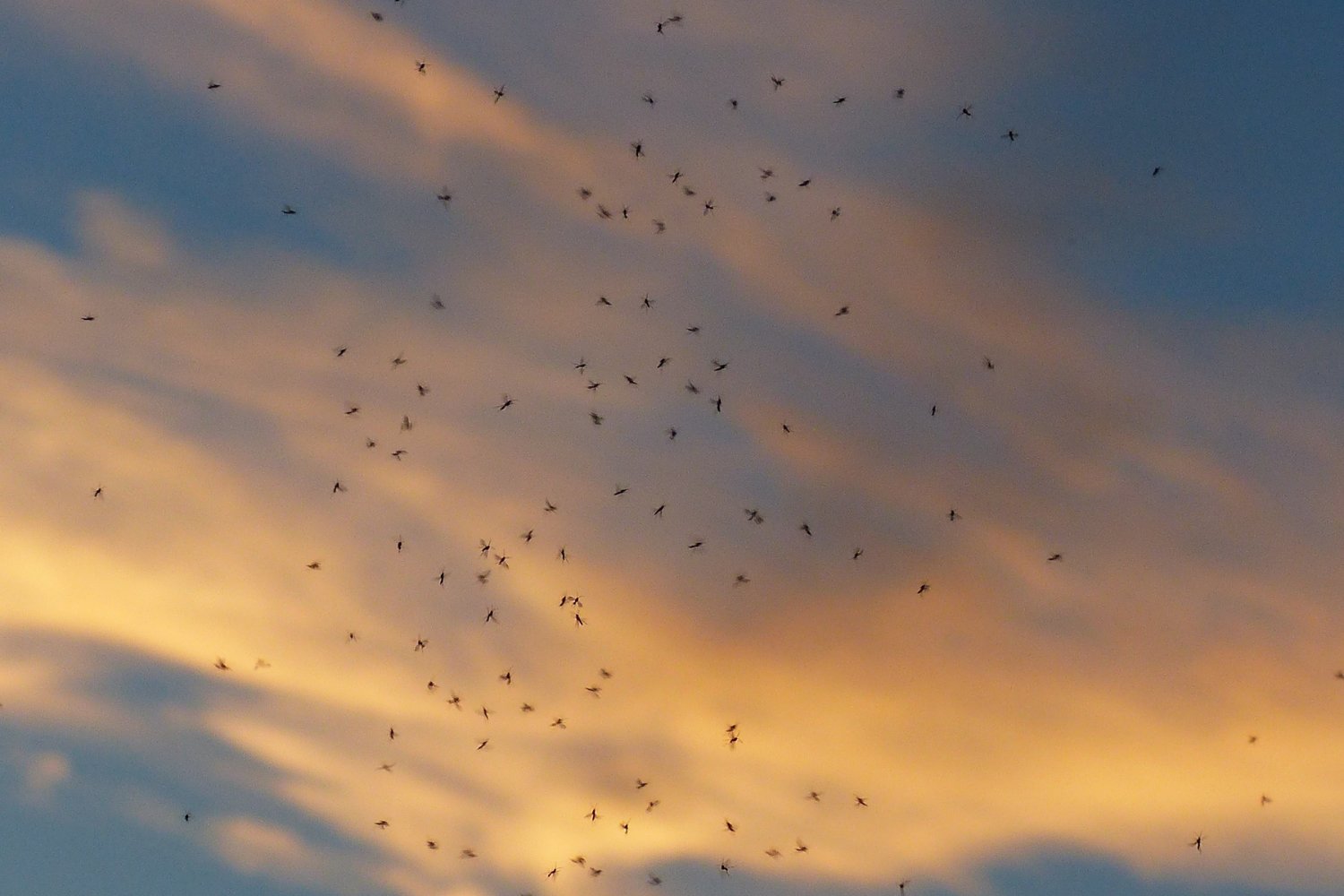 Caí en la trampa de los trucos antimosquitos de TikTok… y así fue el desastre