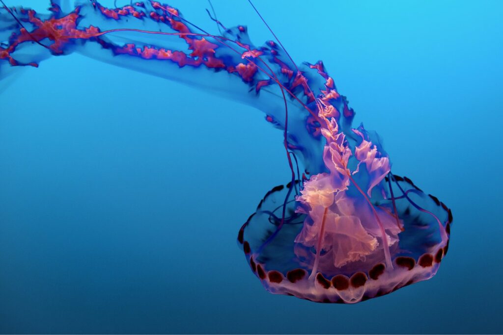 La criatura luminosa que se esconde bajo el agua: lo que debes saber antes de entrar al mar