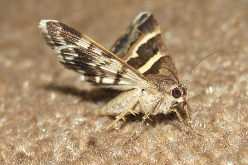 Cómo deshacerte de ese visitante silencioso que invade tu casa sin avisar