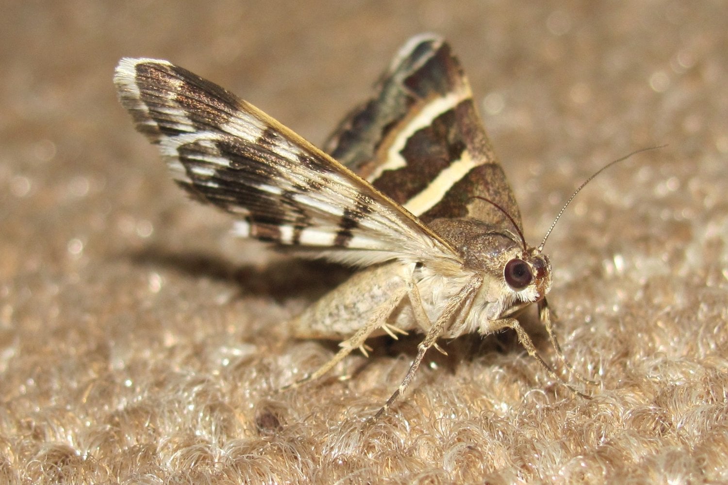 Cómo deshacerte de ese visitante silencioso que invade tu casa sin avisar