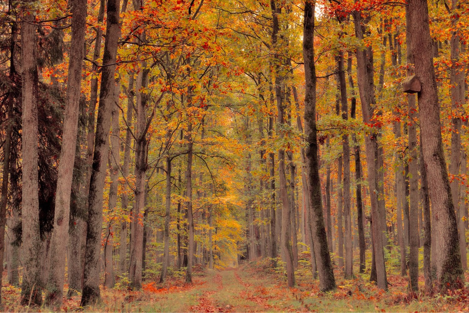 Los bosques están perdiendo la carrera contra el clima: lo que la ciencia acaba de descubrir podría cambiarlo todo