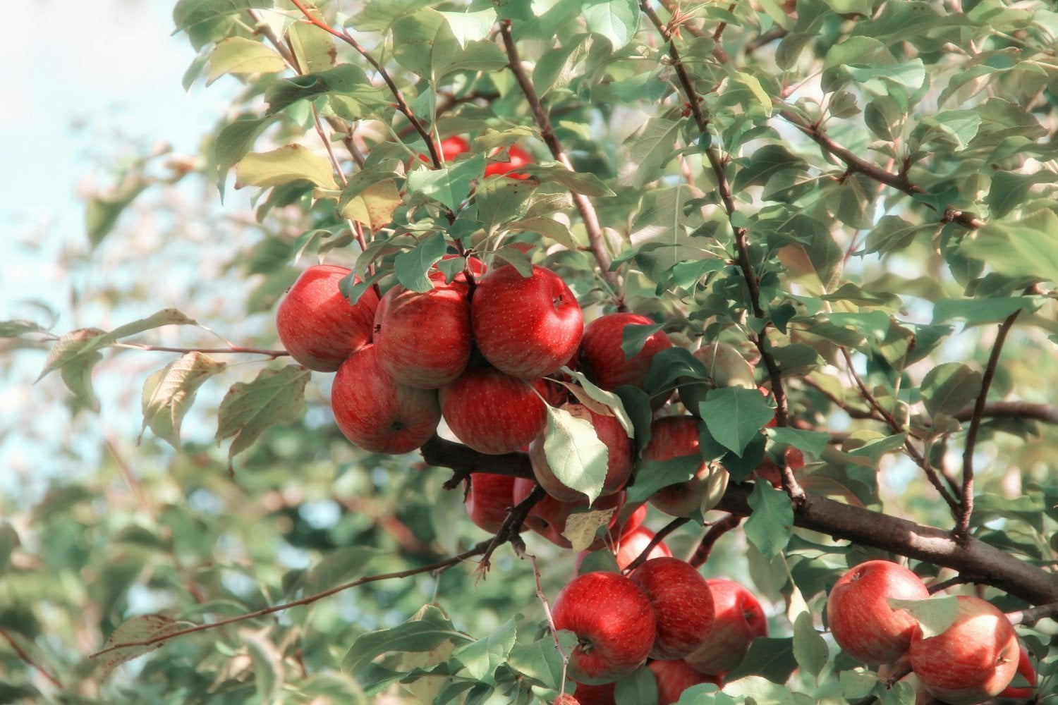 Lo que no te contaron sobre tirar cáscaras al bosque: el gesto "inofensivo" que pone en riesgo la naturaleza