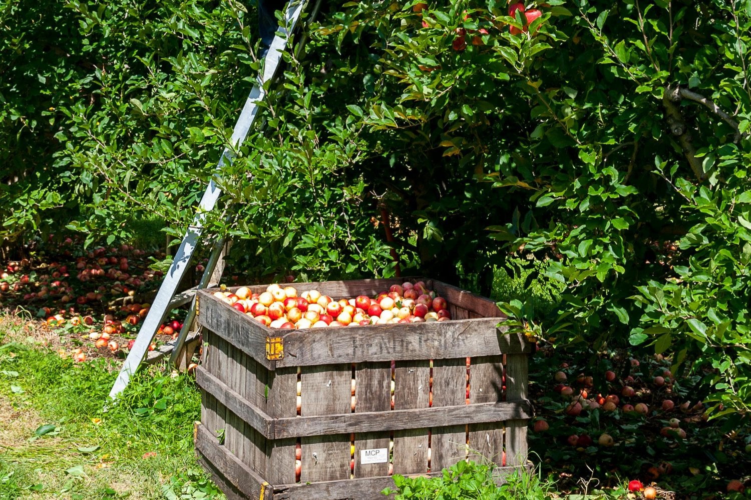 Lo que no te contaron sobre tirar cáscaras al bosque: el gesto "inofensivo" que pone en riesgo la naturaleza