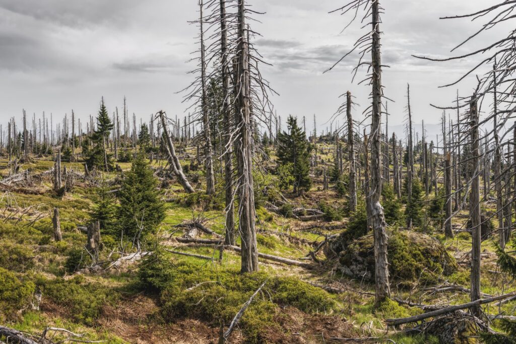 Lo que está secando nuestros bosques en silencio: una amenaza oculta que avanza sin hacer ruido