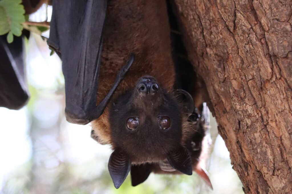 Un virus letal, una mordedura olvidada y un misterio sin resolver en Australia