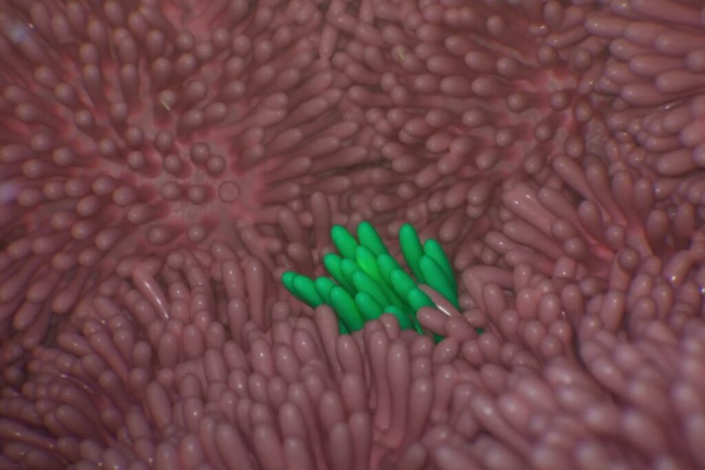 Descubren un nuevo “sexto sentido” en el intestino que podría explicar por qué comemos lo que comemos