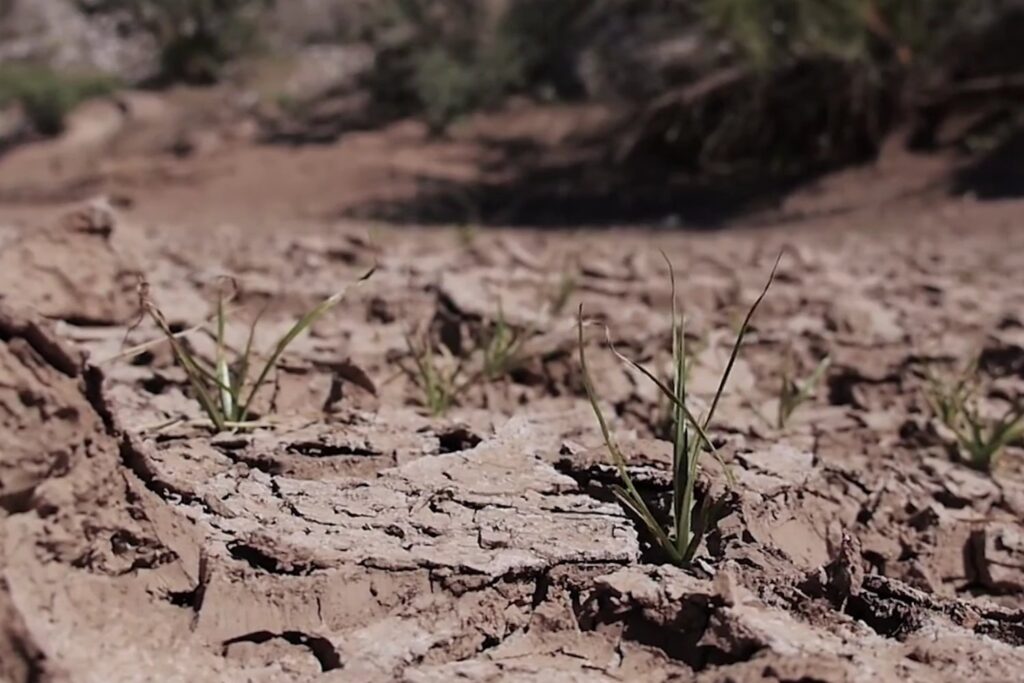 El secreto microscópico que permite a las plantas resistir el caos climático