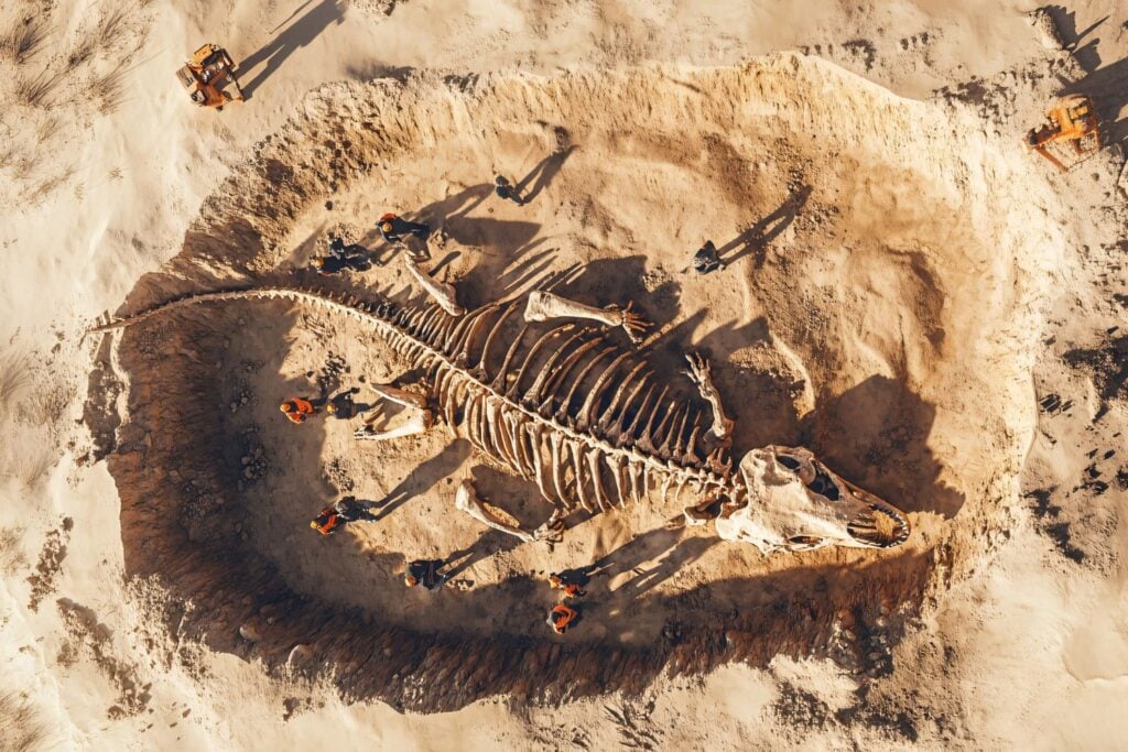 Un hallazgo sin precedentes: descubren cómo se curaban los dinosaurios gracias a una costilla rota de T. rex