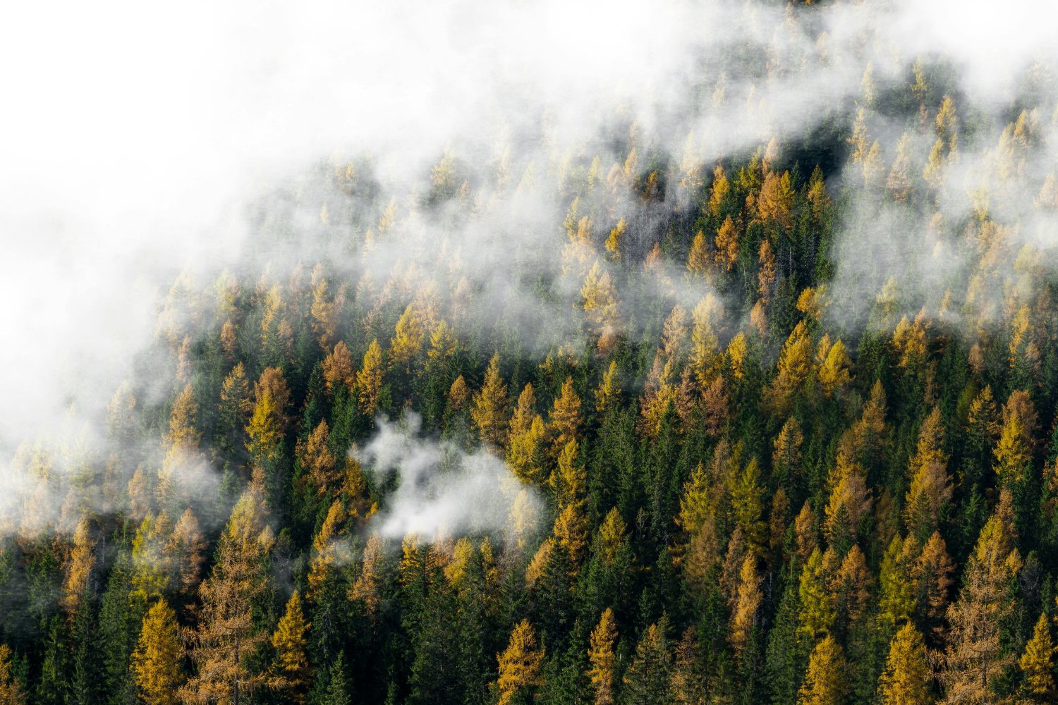 Lo que está secando nuestros bosques en silencio: una amenaza oculta que avanza sin hacer ruido