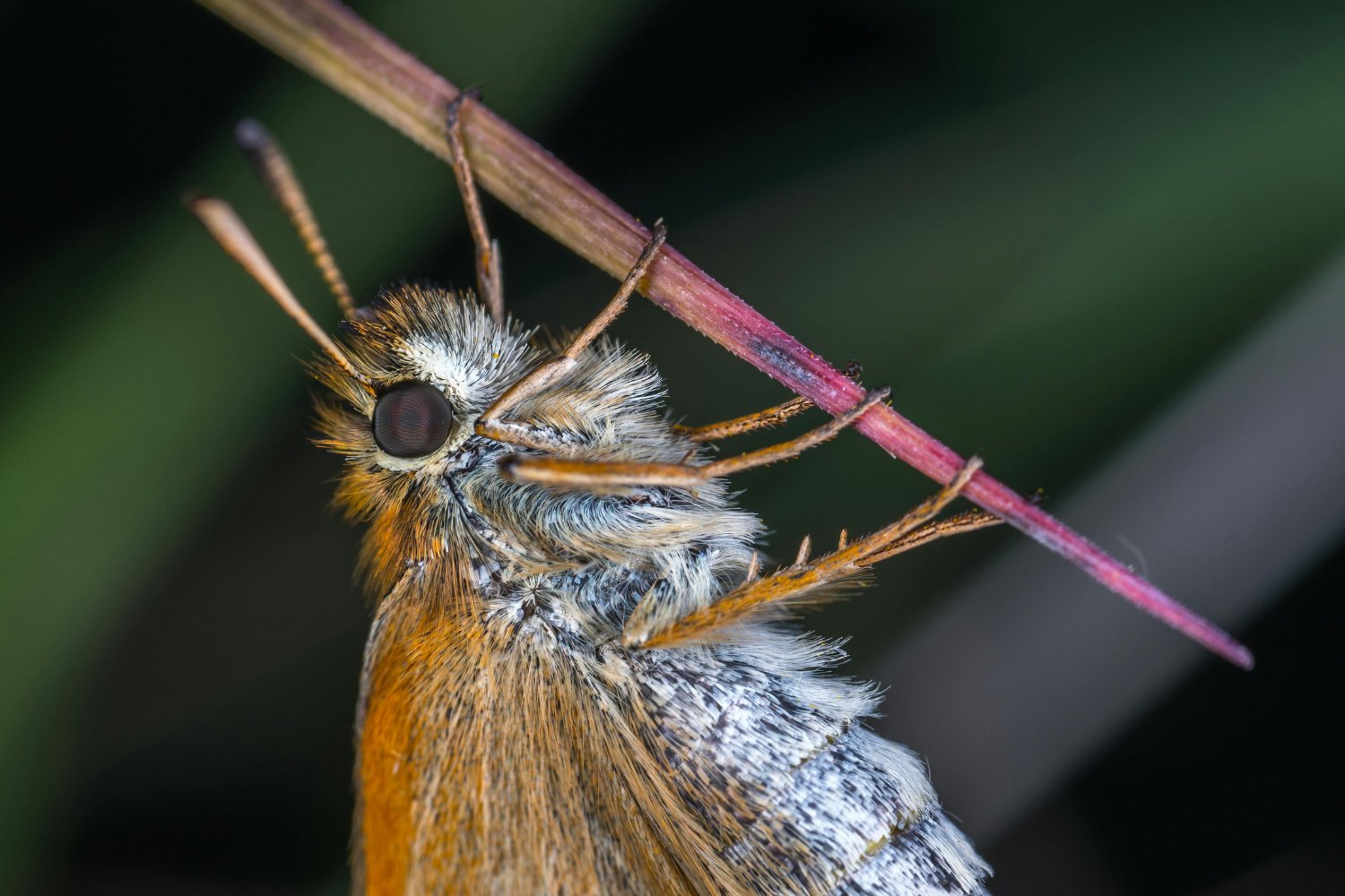 Cómo deshacerte de ese visitante silencioso que invade tu casa sin avisar