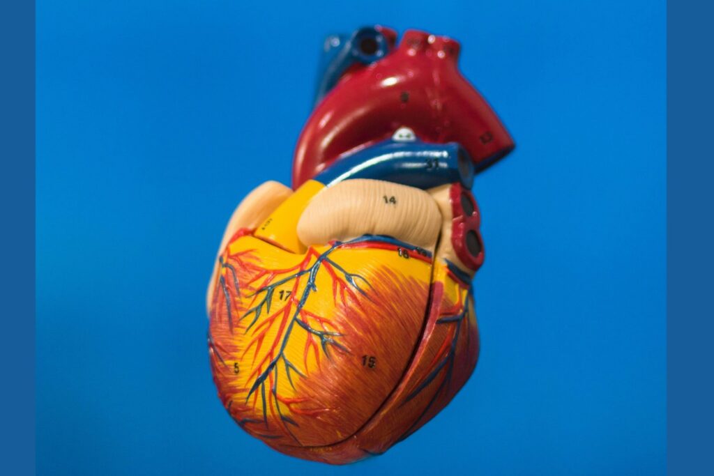 ¿Un corazón impreso que late como uno real? La inesperada clave que podría hacerlo posible