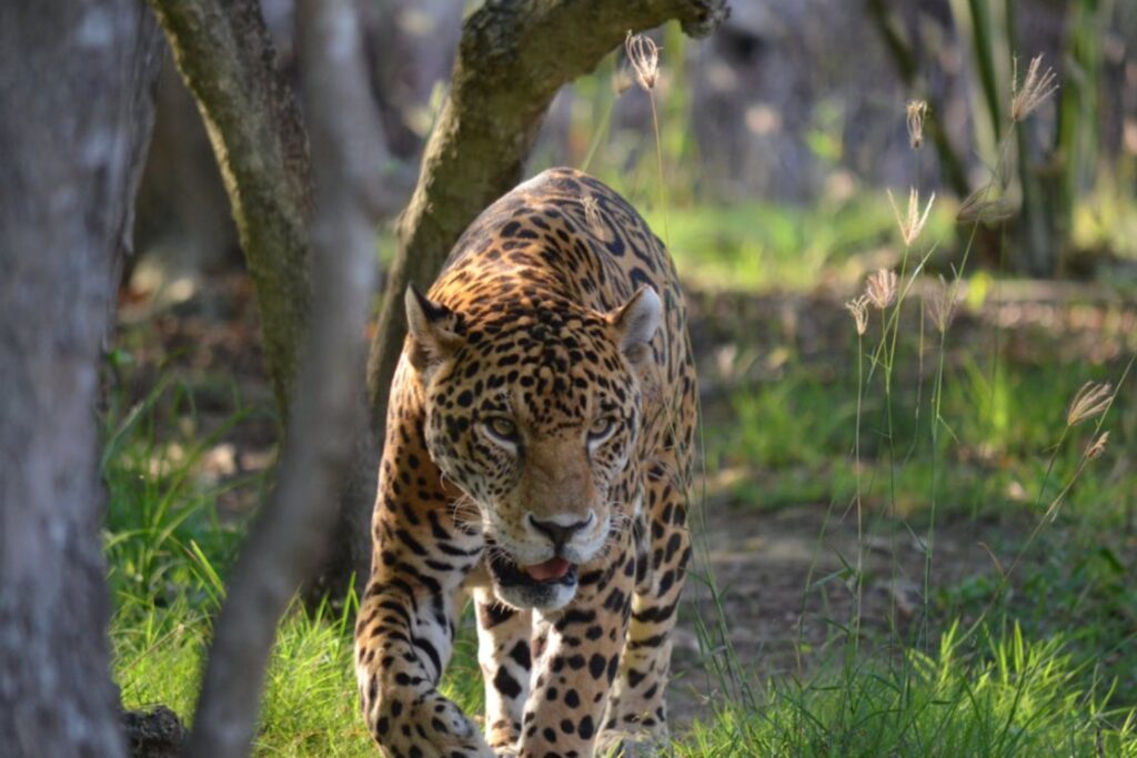 El regreso inesperado del jaguar: cómo un humedal devastado se convirtió en refugio de vida