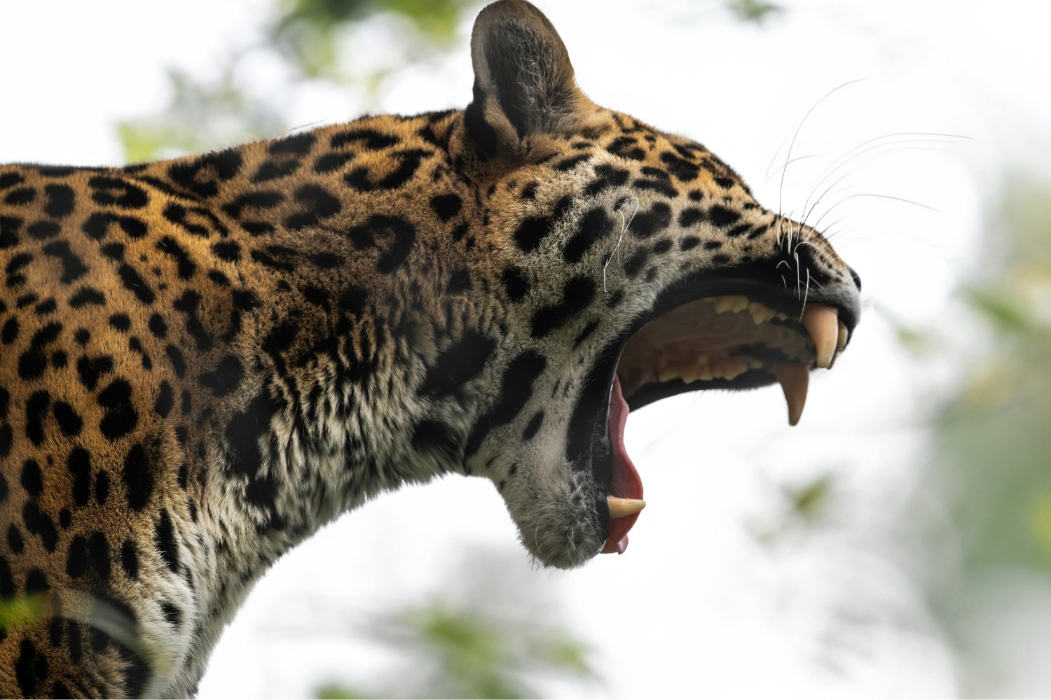 El regreso inesperado del jaguar: cómo un humedal devastado se convirtió en refugio de vida