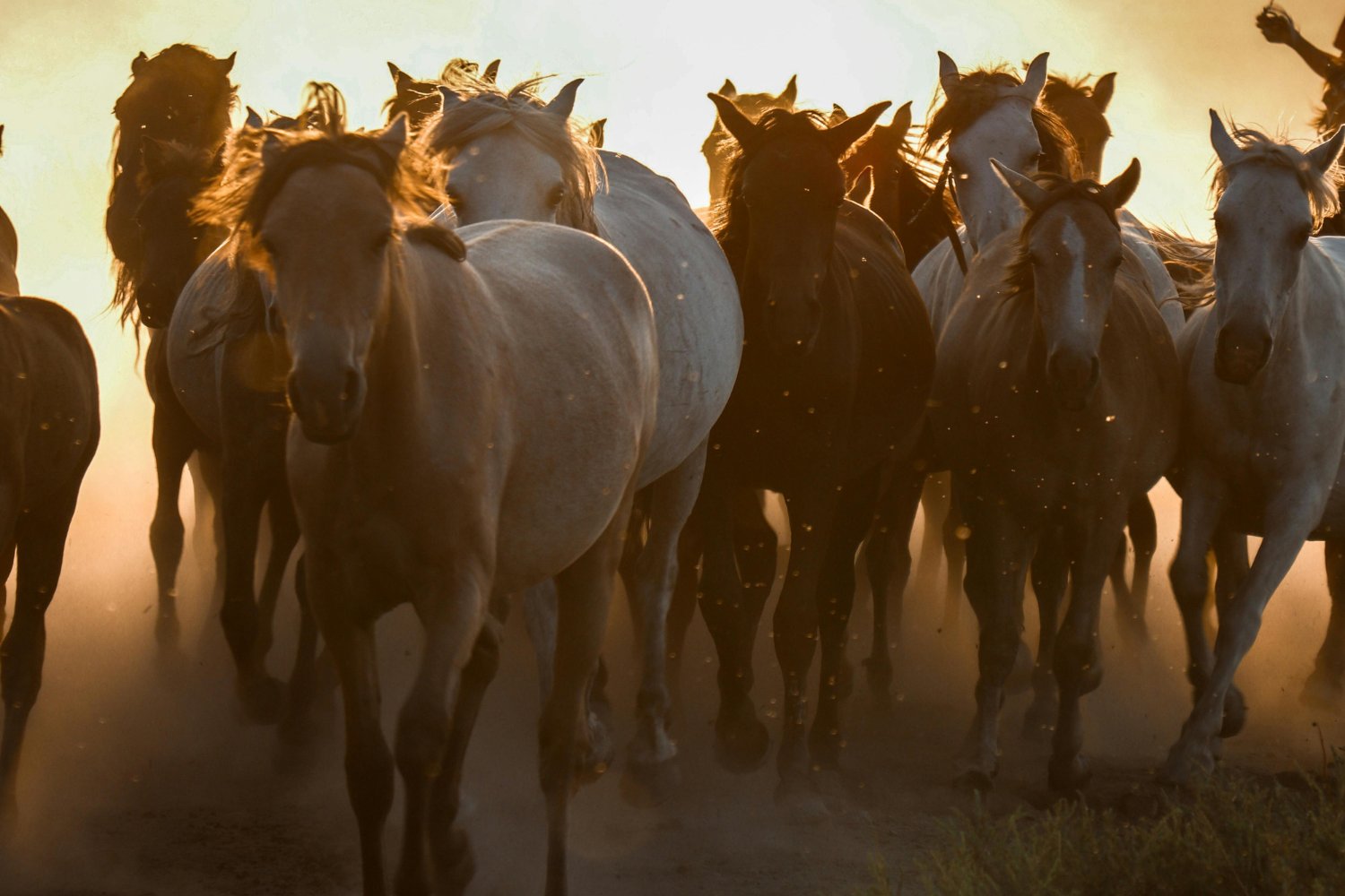 Animales Y Terremotos