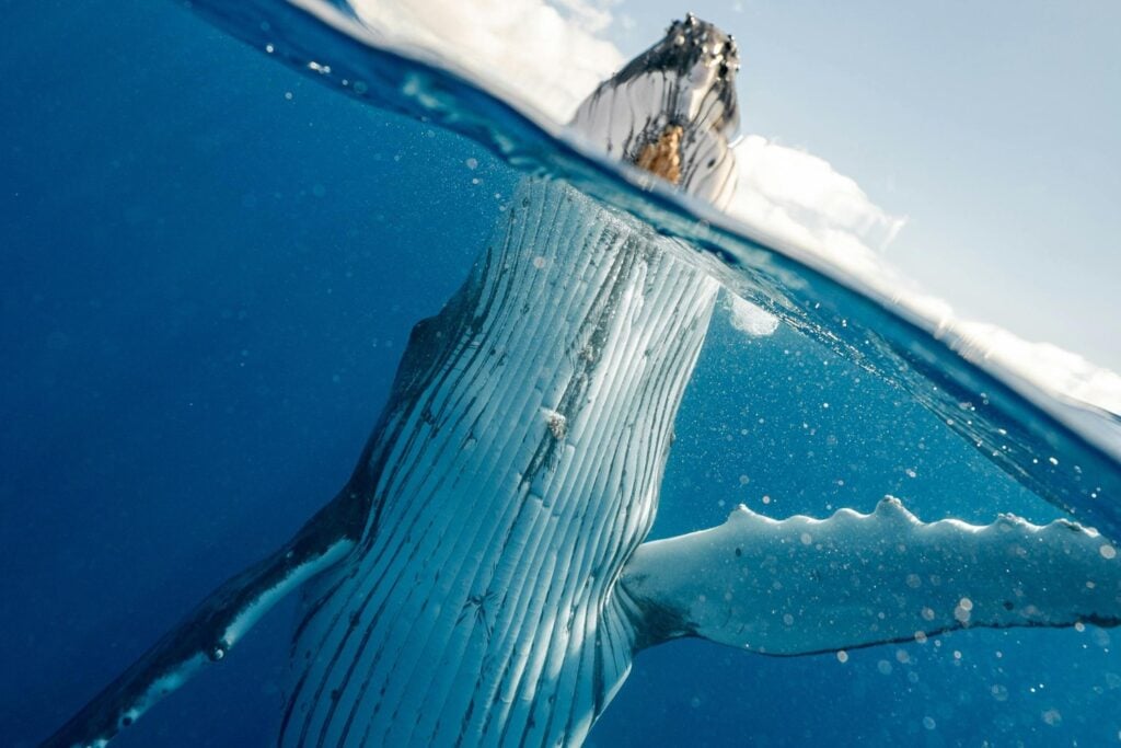 Ballena Jorobada Salva A Fotografo En El Agua