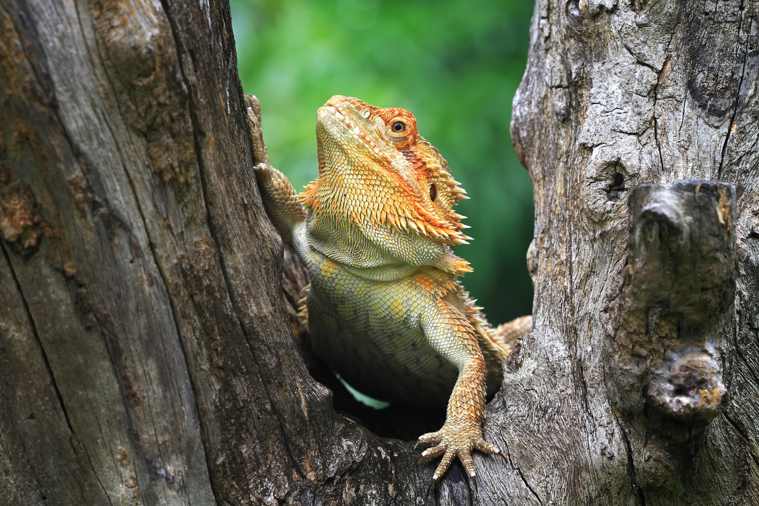 Descubrimiento De Reptil Plumas