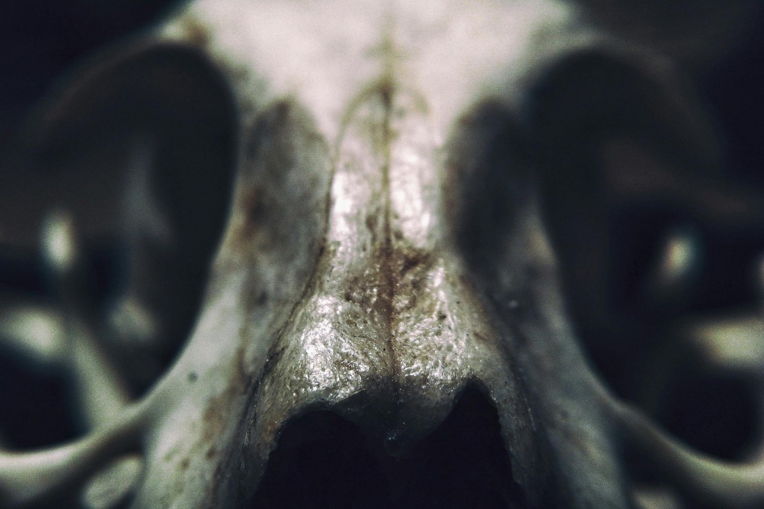 Descubrimiento En Africa Cambia La Percepcion De La Evolucion Humana