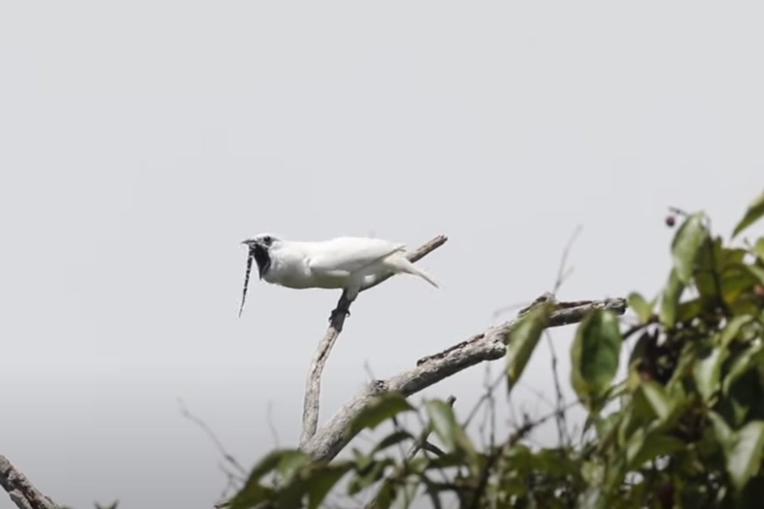 El Canto Del Campanero Blanco