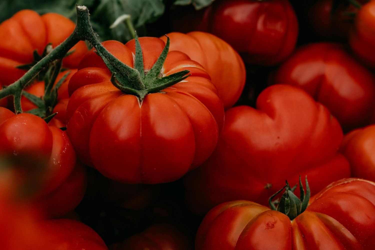 El Mecanismo De Defensa De Los Tomates En Galapagos