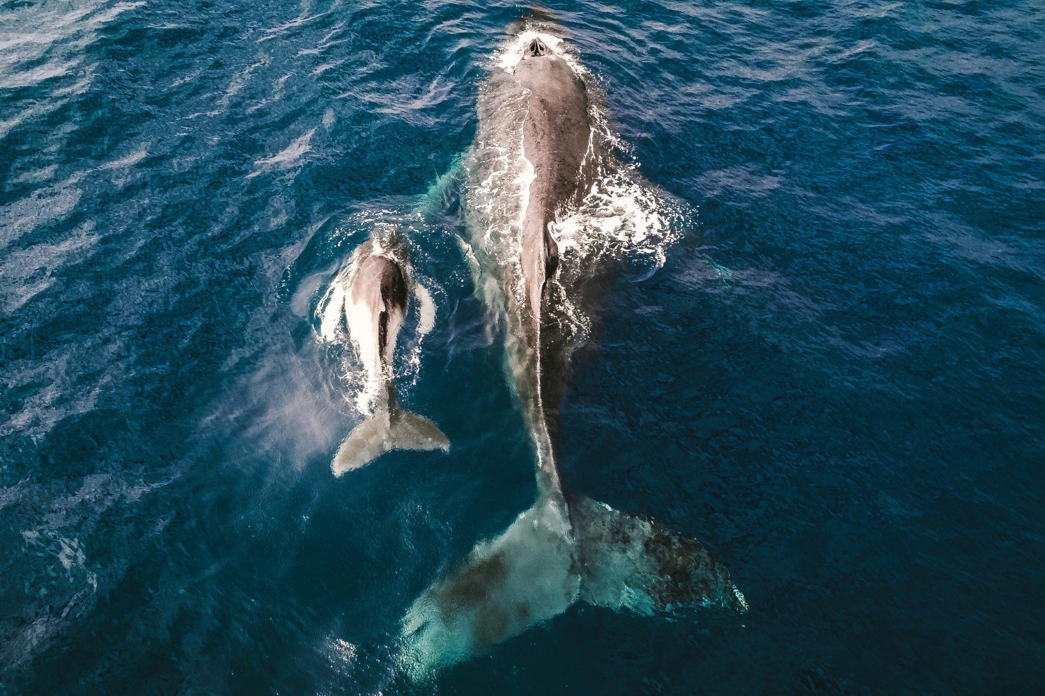 El Resurgimiento De La Ballena Jorobada Despues De Años De Caza