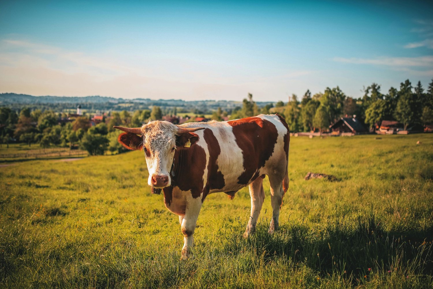 La Industria Del Cuero Es Un Aprovechamiento Integral Del Animal