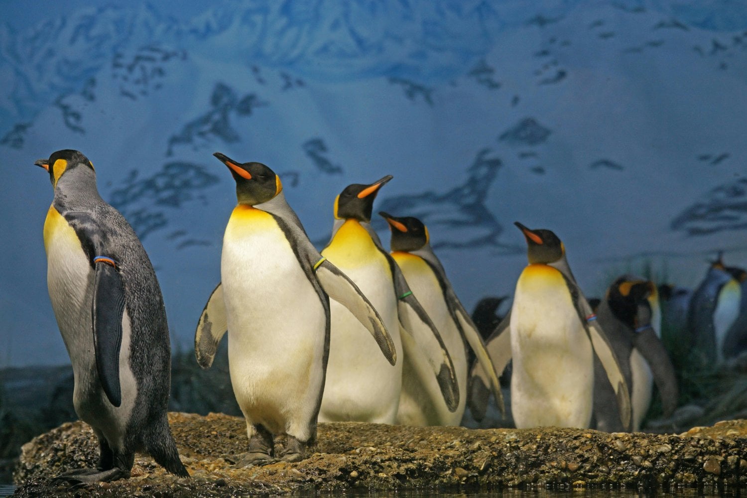 La Lucha Del Pinguino Contra El Cambio Climatico