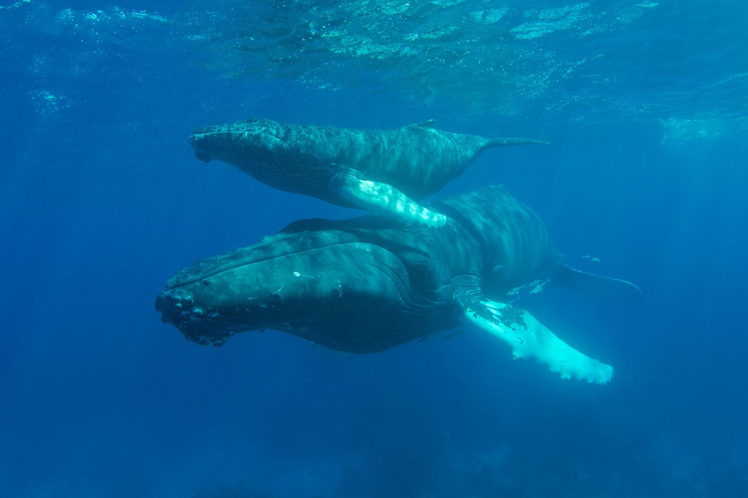 La Migracion De Ballenas Jorobadas A Australia No Tuvo Precedentes