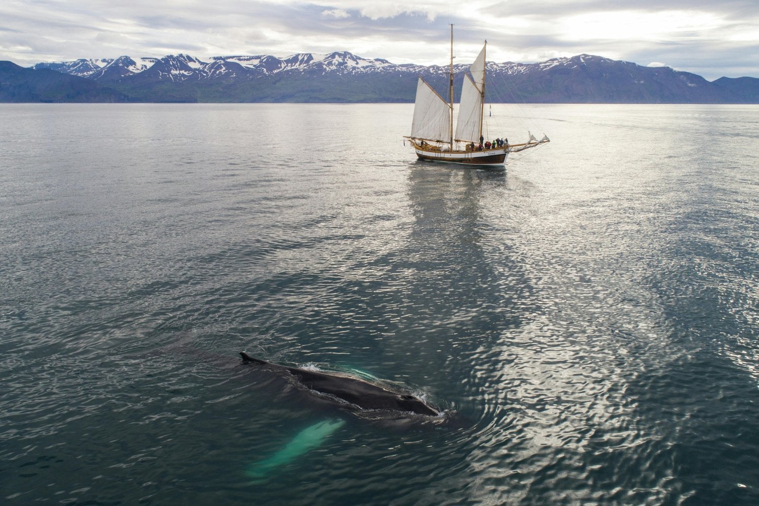 La Responsabilidad Ciudadana Es Clave Para Las Ballenas Jorobadas