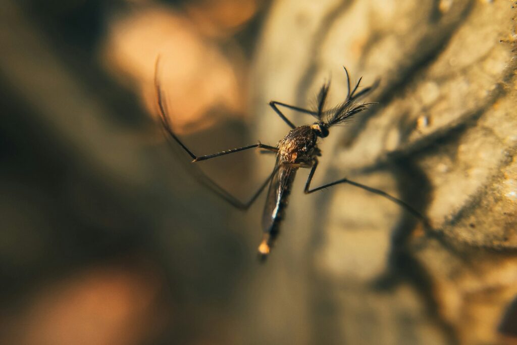 Lanzan Miles De Mosquitos En Hawaii Desde Drones