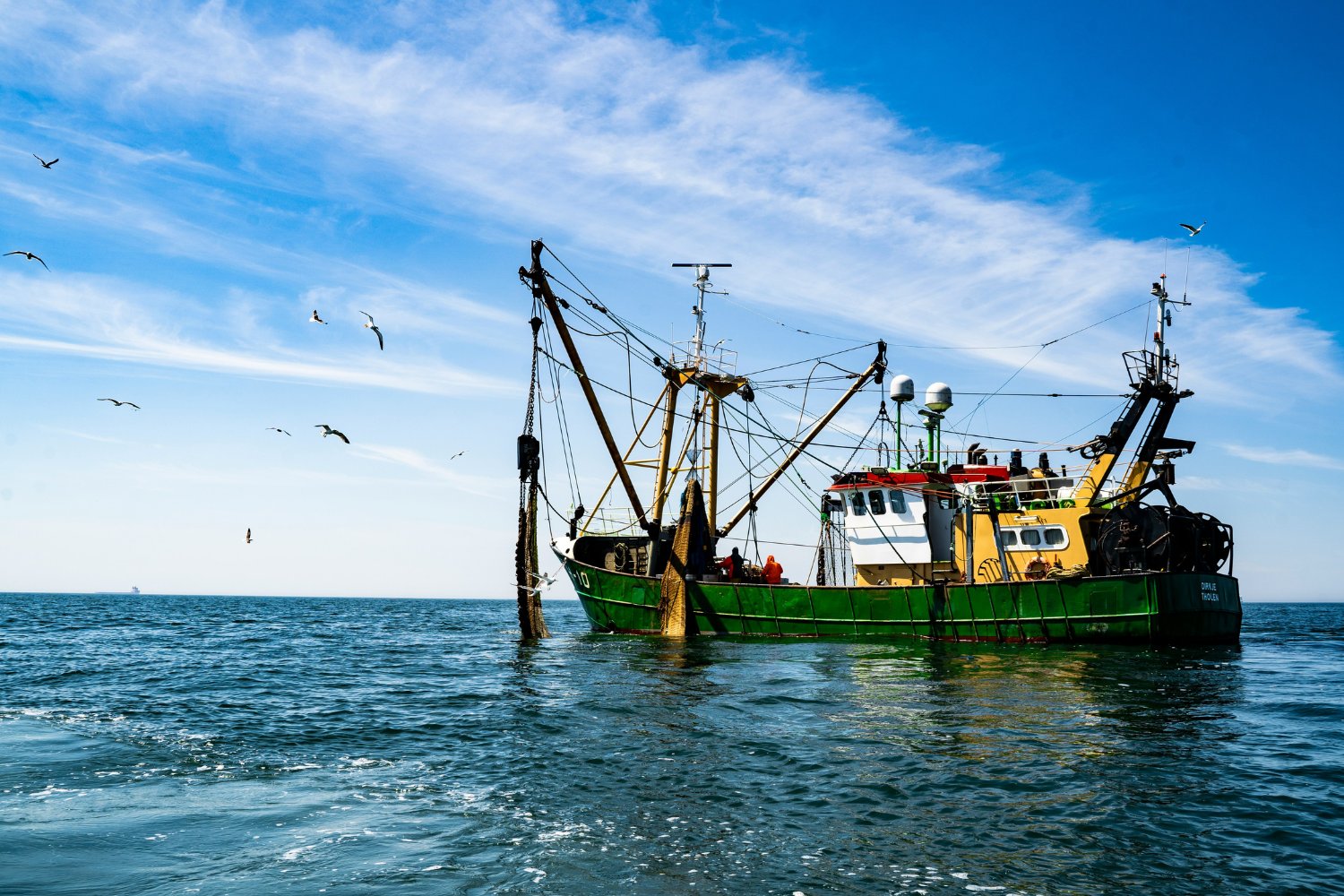 Las Causas De Las Algas En Cadiz