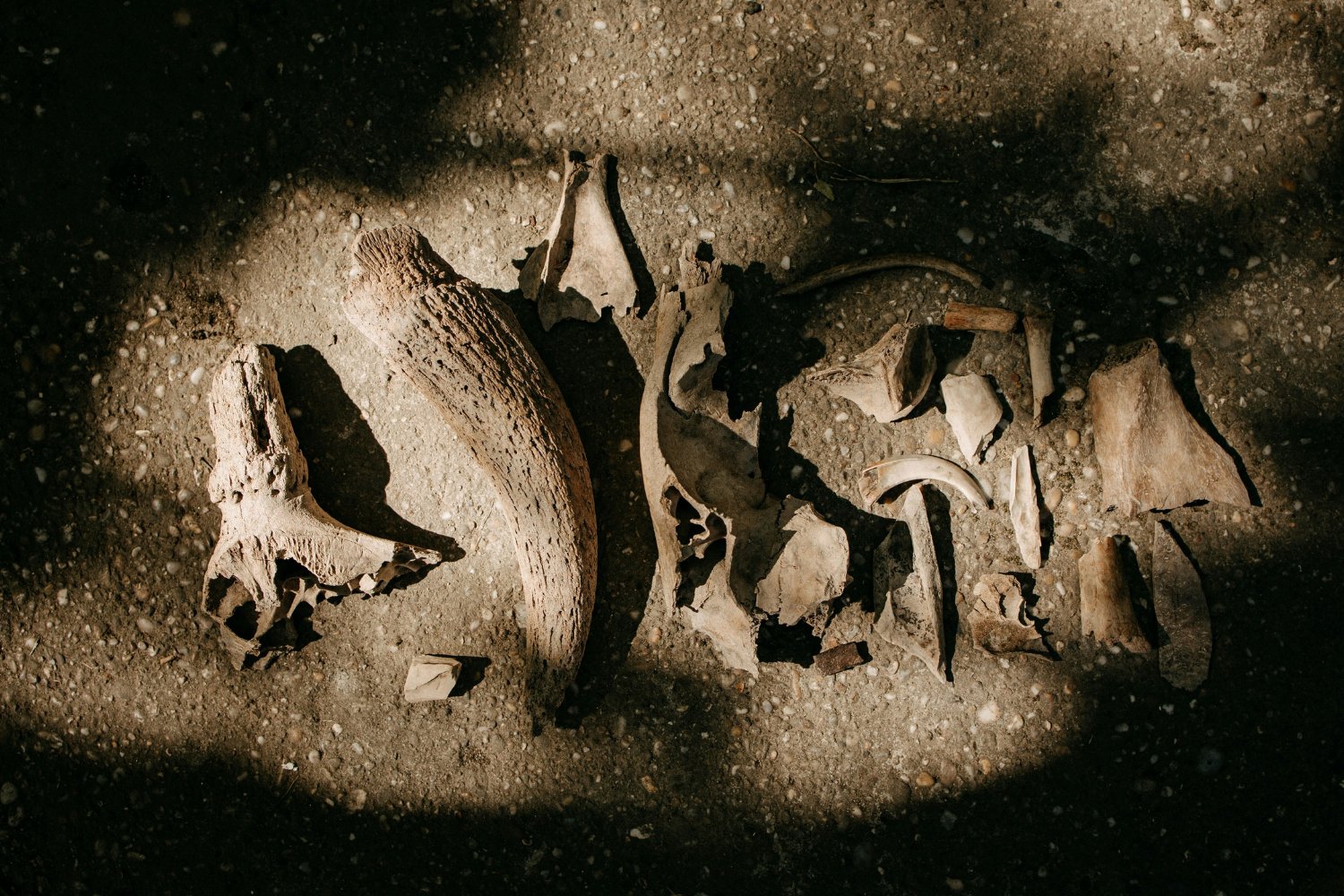 Nuevo Descubrimiento Sobre La Evolucion Humana