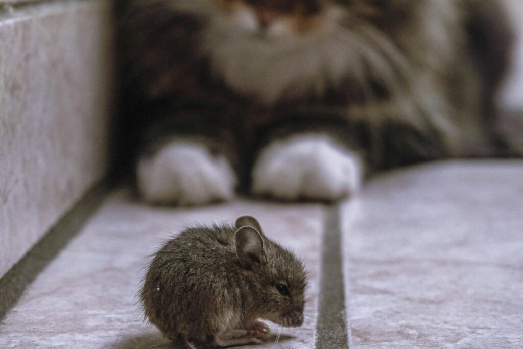 Por Que Aparecen Plagas Domesticas