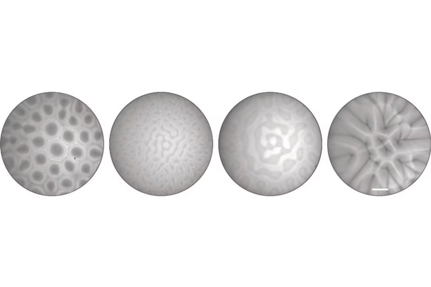 El misterioso caleidoscopio bacteriano que revela secretos del comportamiento colectivo