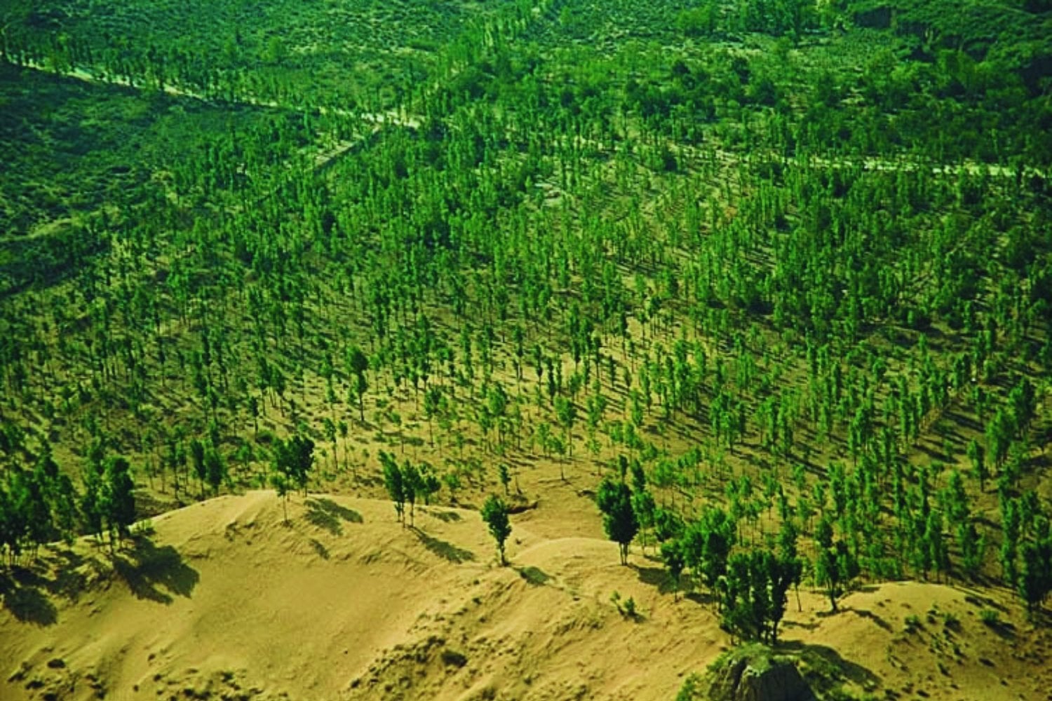 El muro verde de China que prometía frenar el desierto y terminó enfermando a su gente