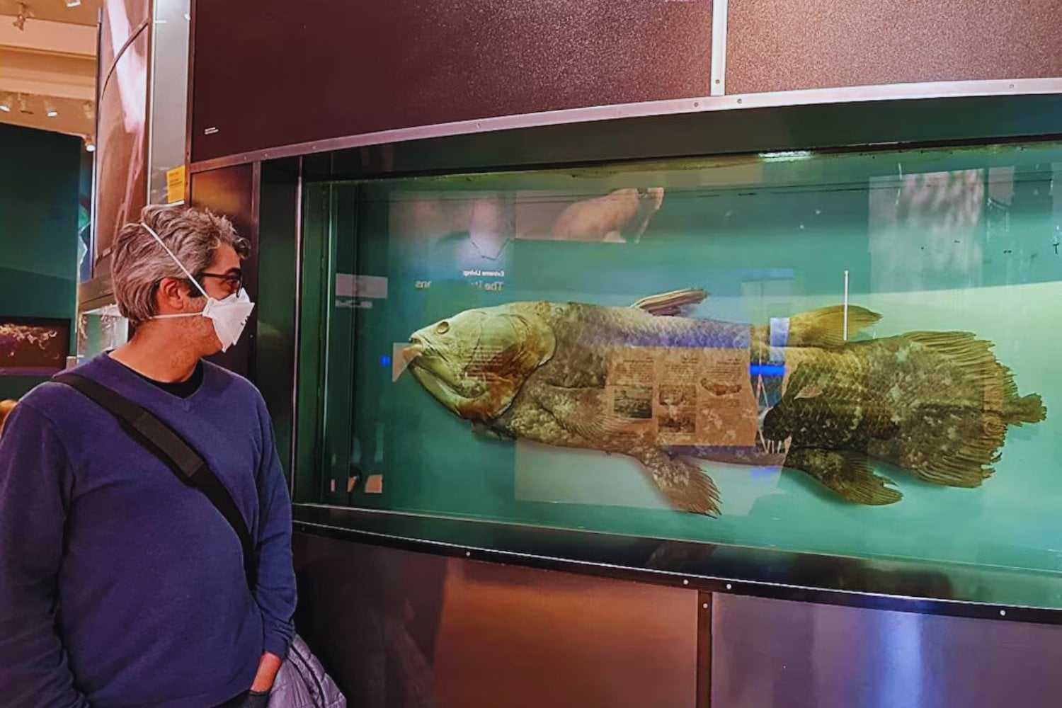 El celacanto revela secretos ocultos: un “fósil viviente” que obliga a reescribir la evolución de los vertebrados