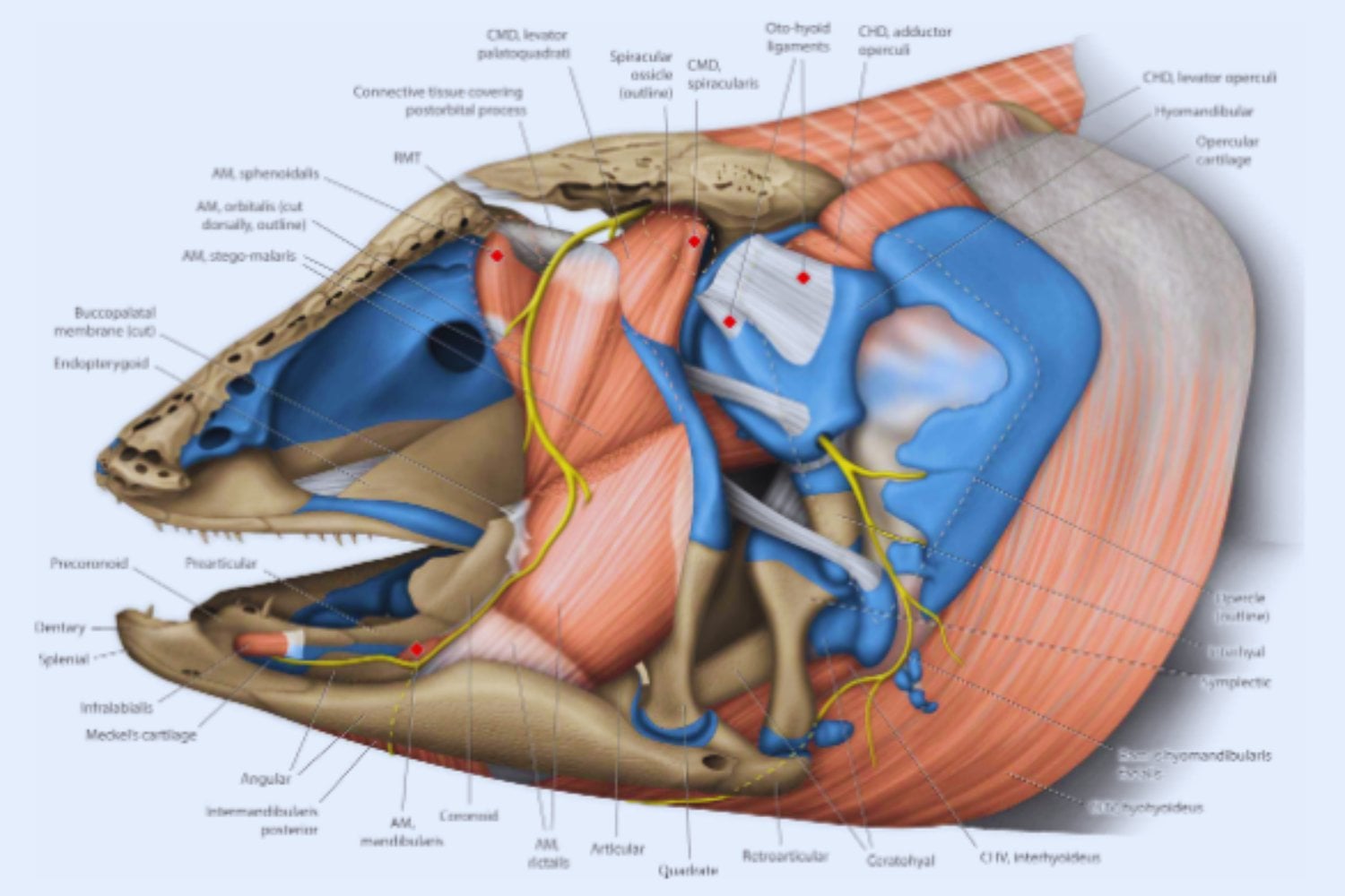 El celacanto revela secretos ocultos: un “fósil viviente” que obliga a reescribir la evolución de los vertebrados
