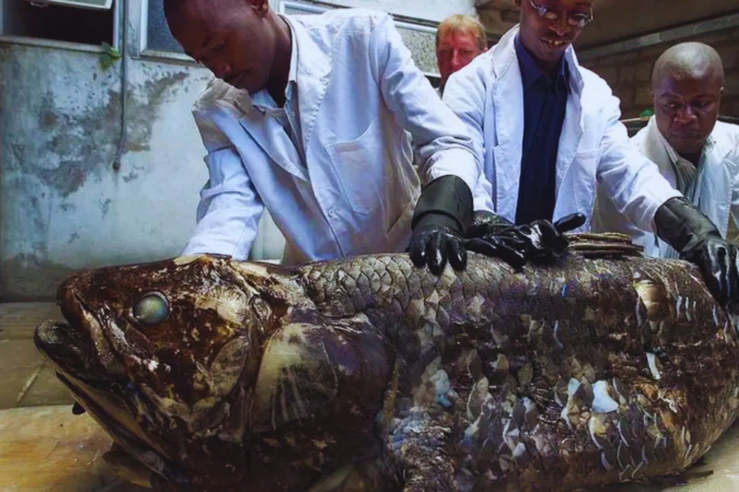 El celacanto revela secretos ocultos: un “fósil viviente” que obliga a reescribir la evolución de los vertebrados