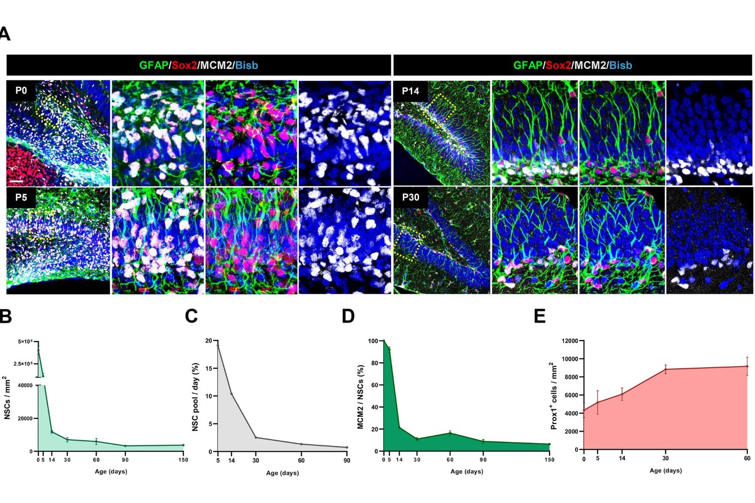 El gen que protege la reserva de células madre del cerebro adulto