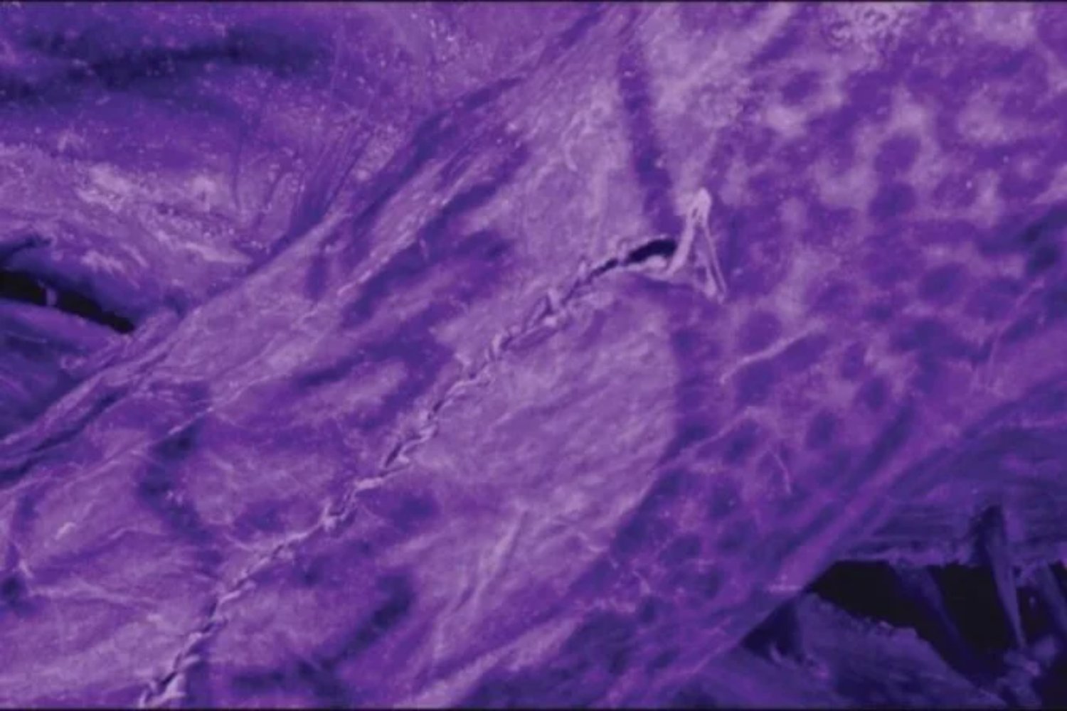 Los tatuajes invisibles de una momia siberiana revelan secretos de hace 2.000 años