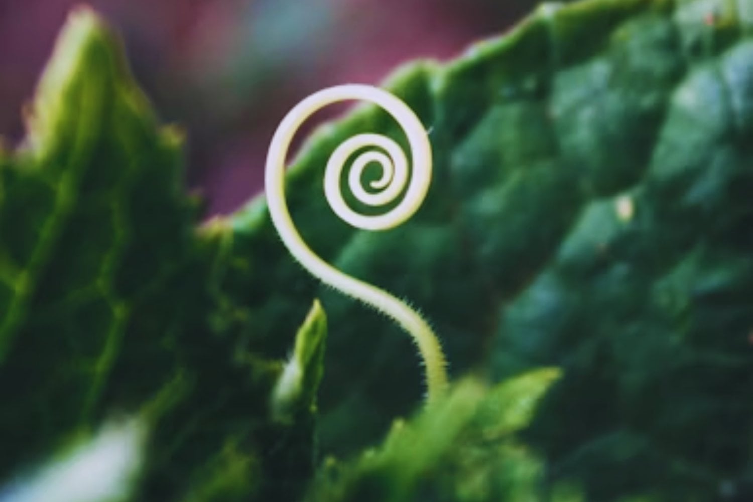 Cuando la luz obedece a Fibonacci: el patrón que conecta flores, conchas y física cuántica