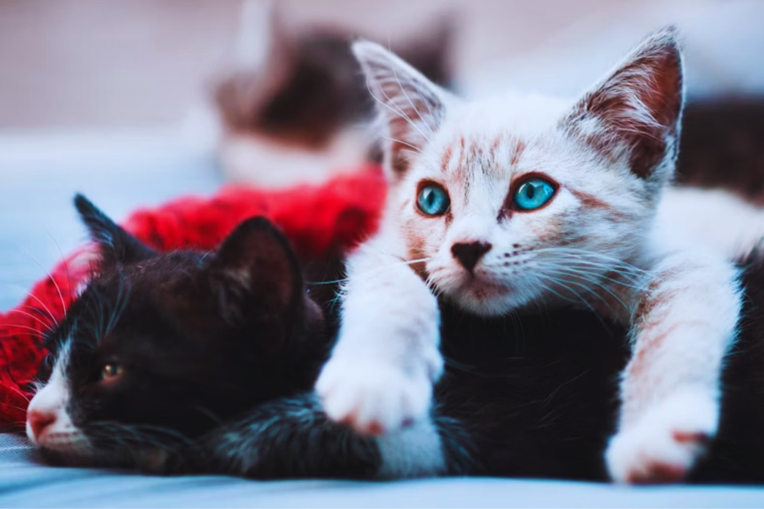 Cuando los felinos revelan secretos: la conexión inesperada entre la mente de un gato y el Alzheimer humano