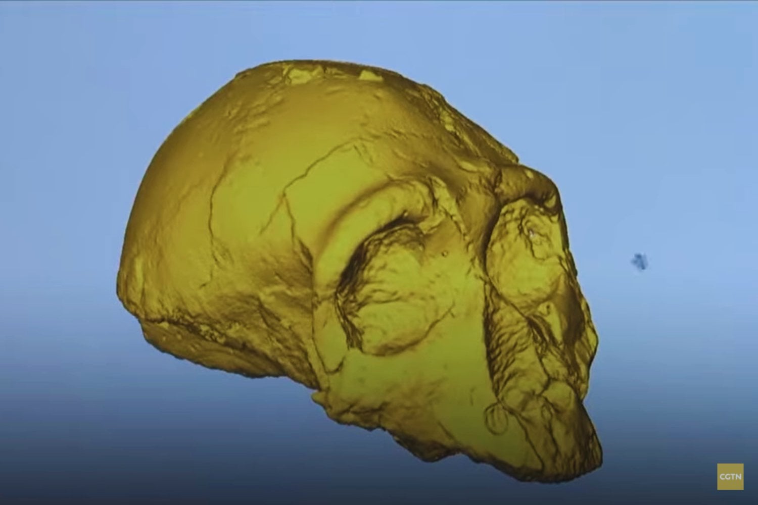 El cráneo que podría reescribir la historia de los homínidos en Europa
