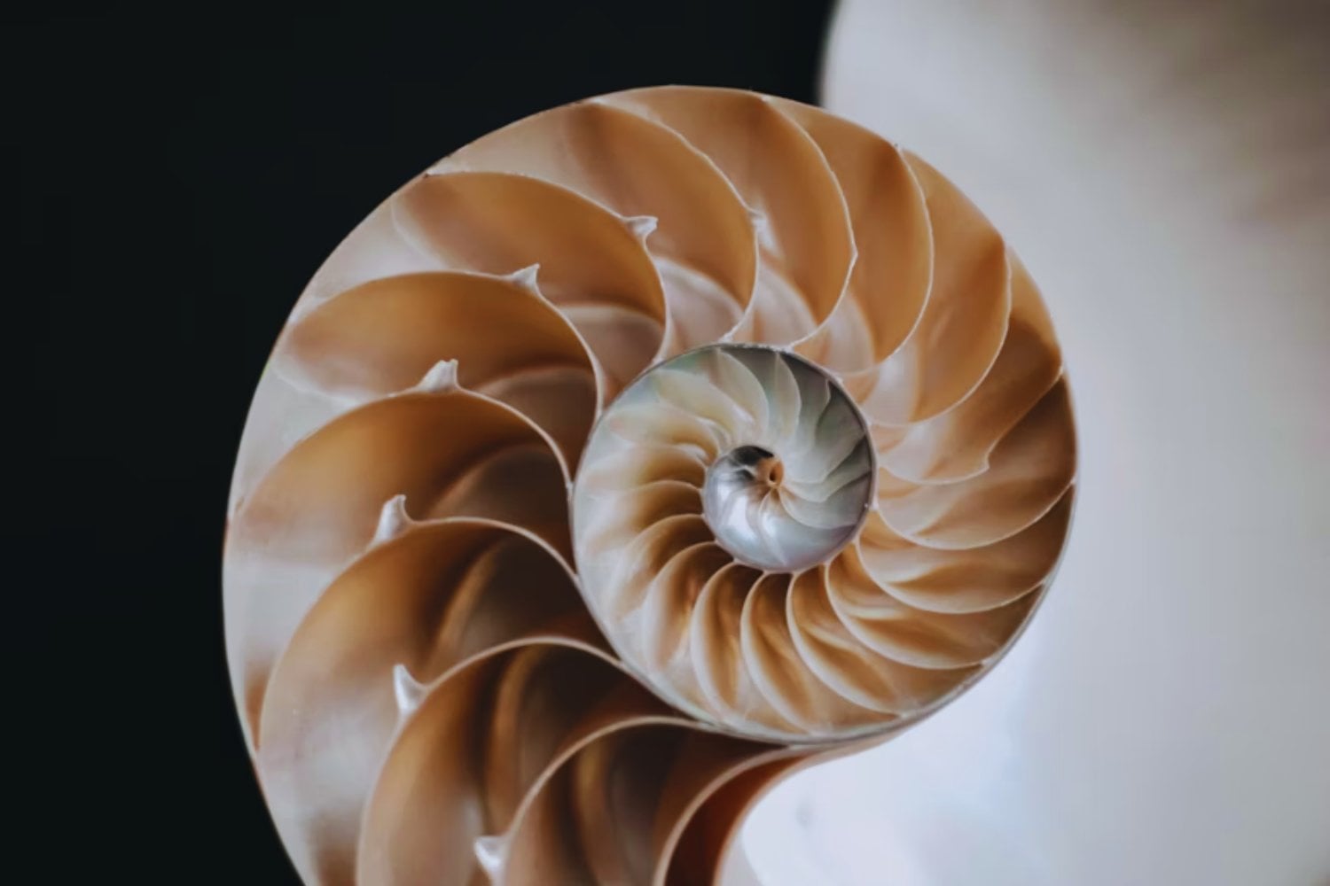 Cuando la luz obedece a Fibonacci: el patrón que conecta flores, conchas y física cuántica