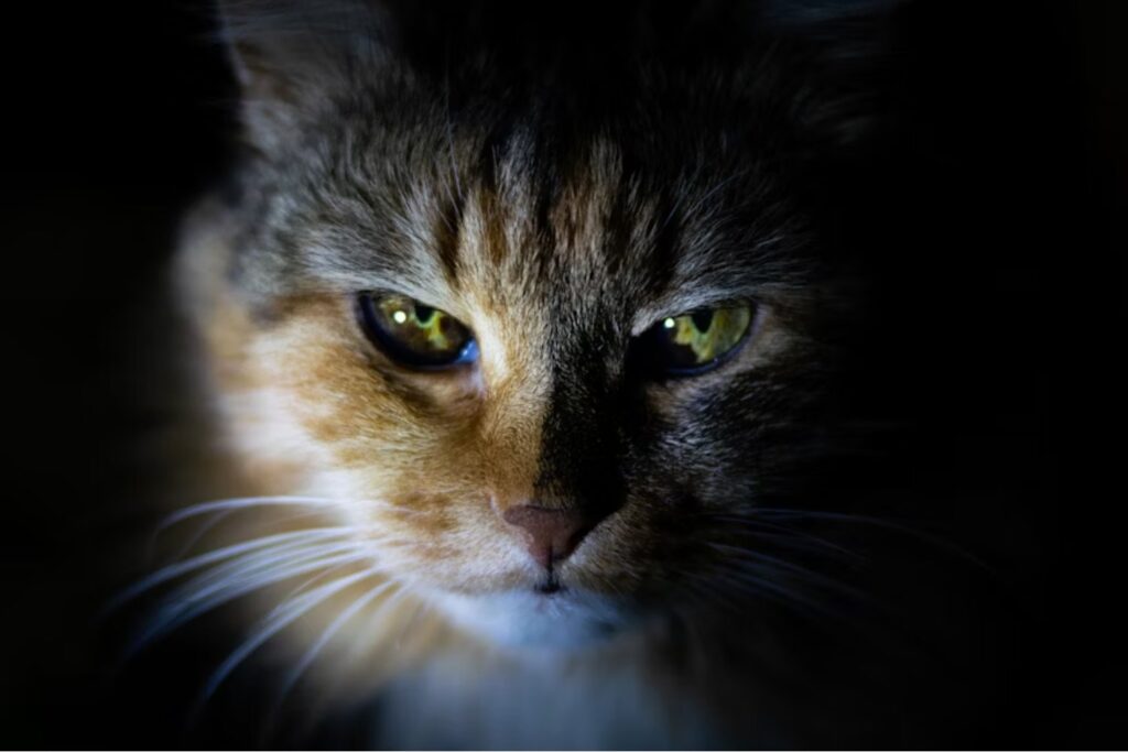 Cuando los felinos revelan secretos: la conexión inesperada entre la mente de un gato y el Alzheimer humano