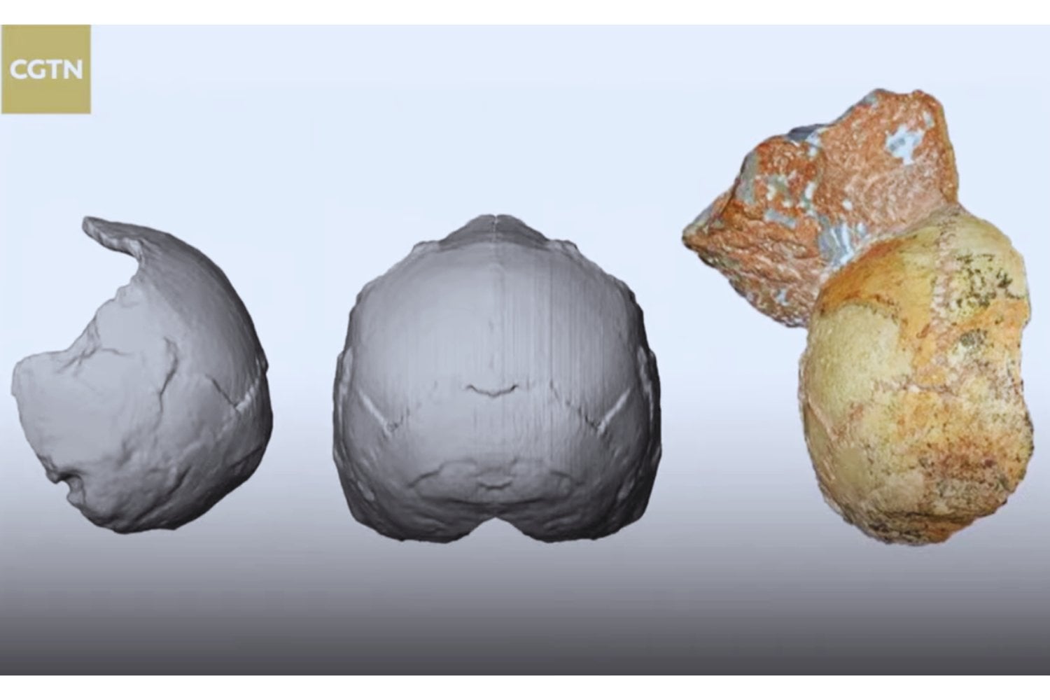 El cráneo que podría reescribir la historia de los homínidos en Europa