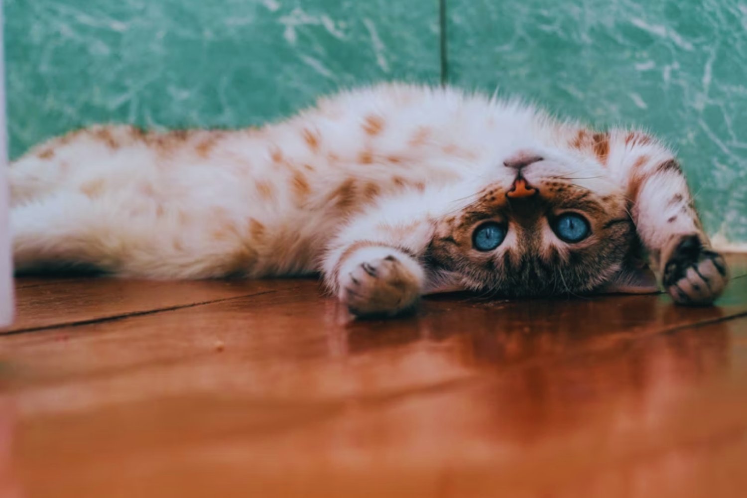 Cuando los felinos revelan secretos: la conexión inesperada entre la mente de un gato y el Alzheimer humano