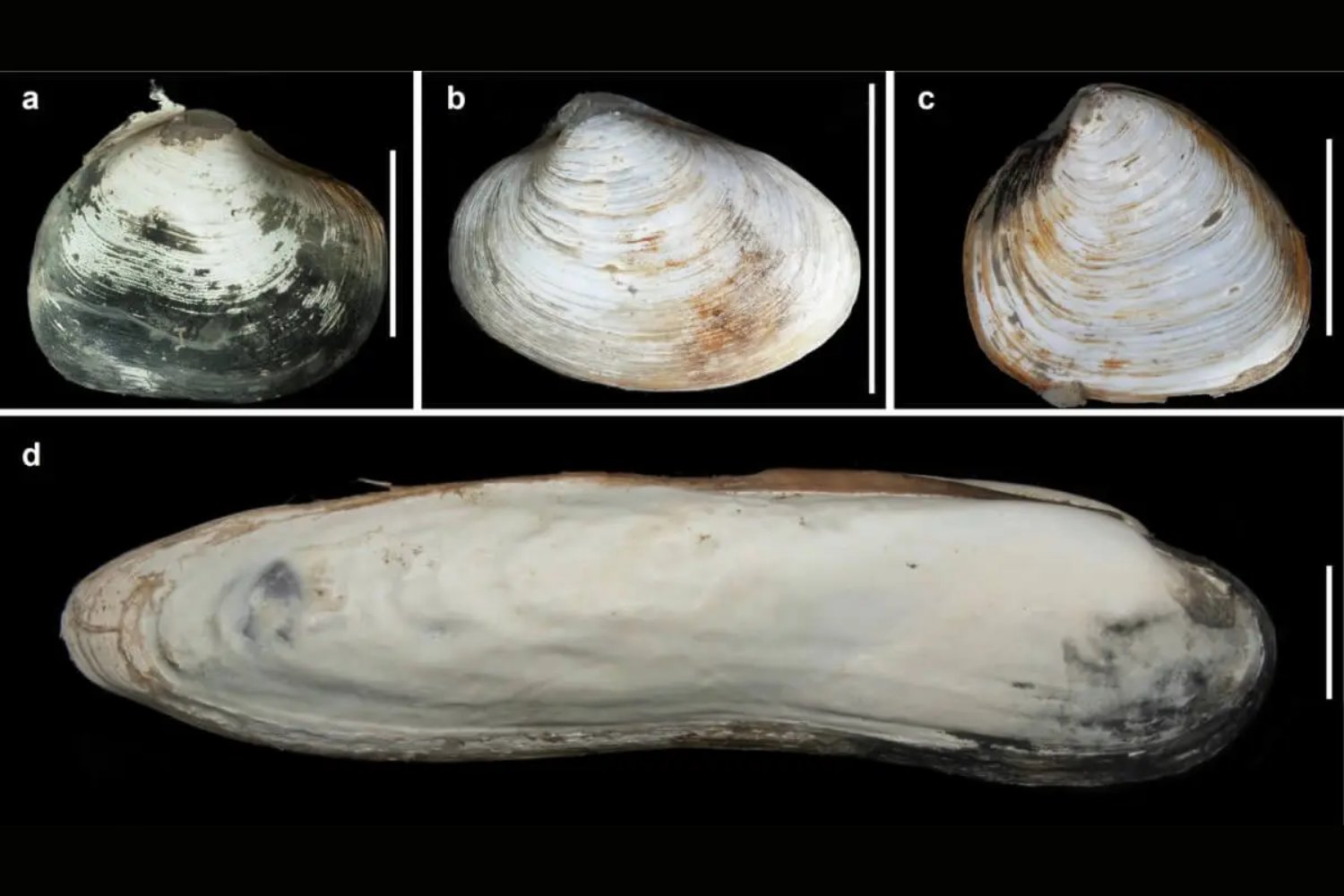 Vida inesperada en el abismo: el hallazgo marino que obliga a reescribir los límites de la biología