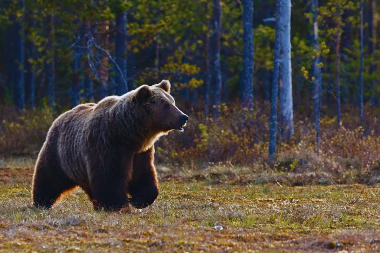 El regreso del oso olvidado: cómo Mesopotamia lo convirtió en símbolo y leyenda