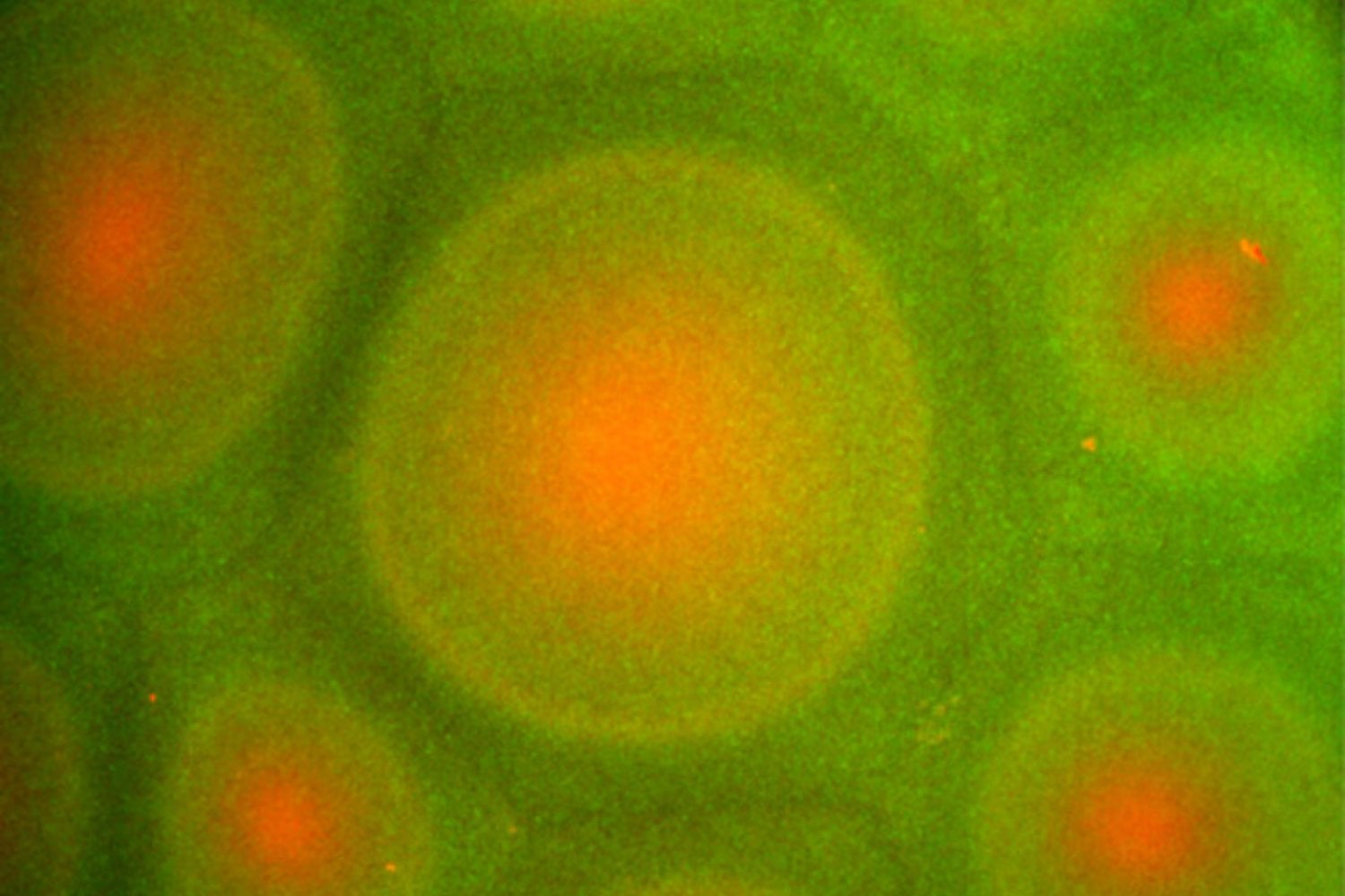 El misterioso caleidoscopio bacteriano que revela secretos del comportamiento colectivo